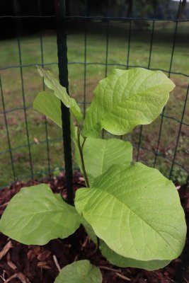 Magnolia kobus - šácholan japonský - listy